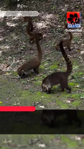 🇬🇹༒☬𝓖𝓾𝓪𝓽𝓮𝓶𝓪𝓵𝓪☬༒🇬🇹 Así de mística, salvaje y natural es Guatemala, bienvenidos sean a esta que también es su casa 🫂 | República Federal de Centroamérica