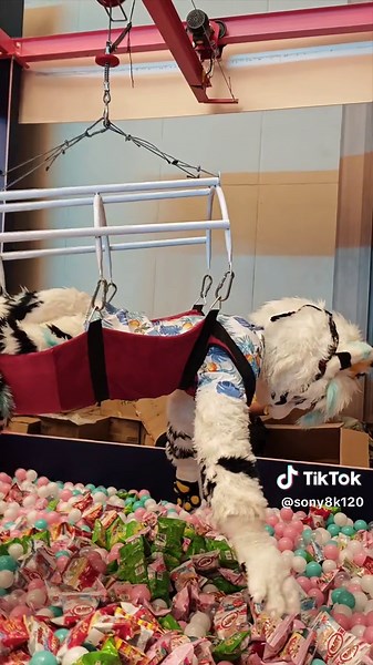 零食娃娃机 #furry #furryfandom #fursuit #furrytiktok #獸裝 #fursona #Funny #kemono