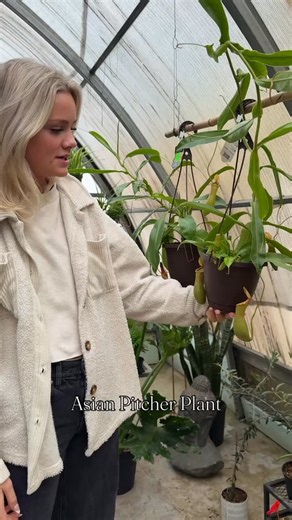 16 reactions · 4 comments | Meet the Asian Pitcher Plant, they attract, trap, and digest insects right inside their pitcher-shaped leaves! . . #Pitcherplant #indoorplant #plantlovers #kemptvilleflowershop #flowershop | The Flower Shop | Facebook