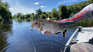 478K views · 509 shares | VOCÊ JÁ PASSOU POR ISSO? Como seria possível? Milagres existem! Local da pescaria: RIO CURURU Contato pousada: Whatss 066 98436-3744 WD40 Brasil Faca na Rede Material de pesca utilizado Vara: VENATOR SE 17 lbs 6’0’’ e VENATOR SW 6’4 14 lbs Carretilha: VENATOR LITE E VENATOR AC Linha: VEXTER X8 30 lbs Lider de Flúorcarbon: VEXTER 0,52mm Isca: INNA 110, COMMET, RAPTOR E REI DO RIO TUDO DA Marine Sports | Johnny Hoffmann | Facebook