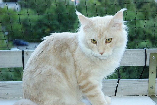 The Cream Maine Coon - Maine Coon Expert