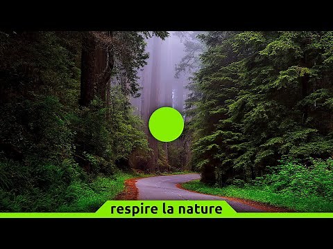 Cohérence cardiaque exercice n°32 | Forêt | 5 min