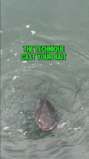 CATFISH Fishing TIPS And TECHNIQUES! #shorts #fishing #catfish