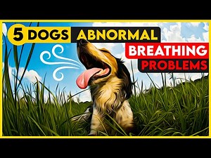 You NEED To Know About These 5 dogs Abnormal Breathing Problems