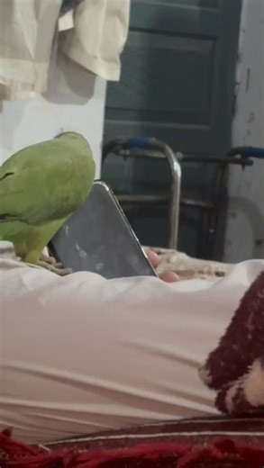 My Parrot Removed My Screen Protector 😂🦜 | Naughty Bird Moments #Shorts