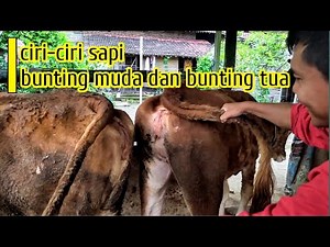 CIRI-CIRI SAPI BUNTING MUDA dan BUNTING TUA #sapibunting #breeding
