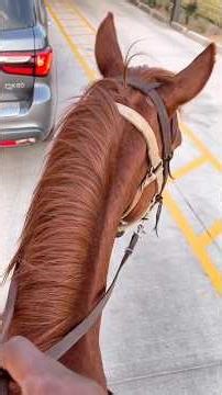 POV Riding My Horse To Chick-Fil-A