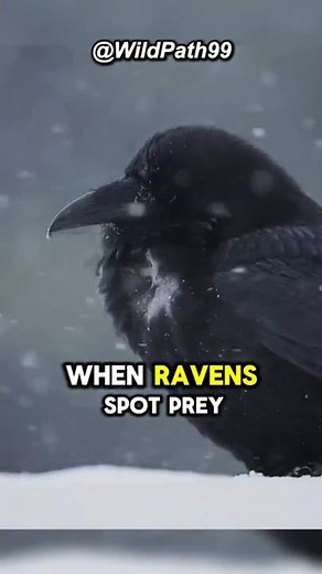 Why Do Ravens Guide Wolves to Their Prey? 🦅❓🐺