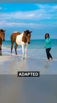 Assateague Island #travel #exploreamerica #wildhorses