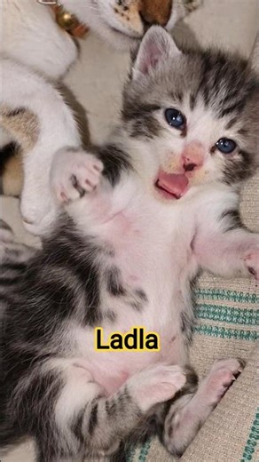 ladla beta ❤️😺#cat #catfunny #catbaby #cute #shorts #catkivideo