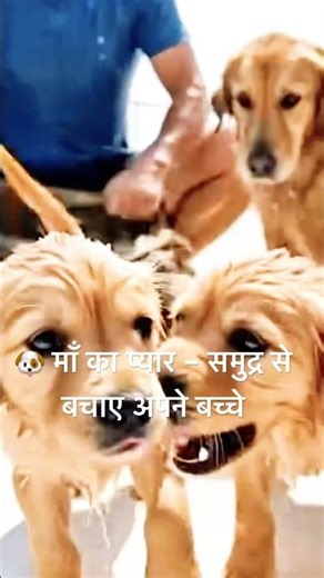🐶 माँ का प्यार – समुद्र से बचाए अपने बच्चे😱🥹 #shortvideo #facts #viraltest #verifynow #fakea