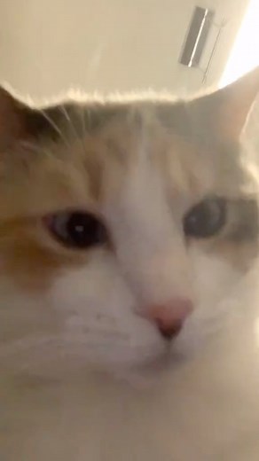 Panko A. Cat on Instagram: "Daft Ponk 💃🏻🕺🏻 . . . #Cat #Instacat #catto #cute #Catsofinstagram #Cursedcat #meow #Dilutecalico #Catmeme #fun #Catoftheday #Instagood #catlovers #Dumbcat #catstagram #Funnycats #Funnykitty #kitty #Blurry #chonk #Cats_of_instagram #chonkyboi #Meme #Chonkycat #Catlover #Memes #chonker #tiktokmeme #tiktok #sillycat"