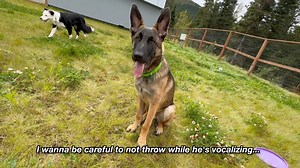 Putting a Shock Collar on a Barking Dog is Like Duct-Taping a Child’s Mouth Shut, and “balanced” trainers think YOU’RE the one who lacks control. Stop Your Dog’s Barking in Seconds, Zero Shocks, Zero Yelling, Just Smart Training 🤯 Take Wallace, my current partner and project, the energetic Malinois mix, as an example. He’s so obsessed with his frisbee game that if I pause even briefly, he barks anxiously, almost frantically demanding we continue immediately. Anyone else? You can literally see p