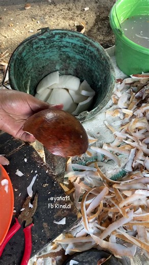 💪💪#asmr #ngupaskelapa #pyfffffffffffffffffffffffffffffffff | pengupas kulit kelapa