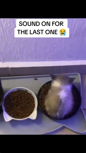 Cat_toad on Instagram: "#funnycatvideos #usareels"