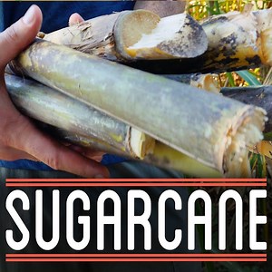 1.2K views · 35 reactions | Transforming Sugarcane Into Sugar | How To Make Everything | Facebook