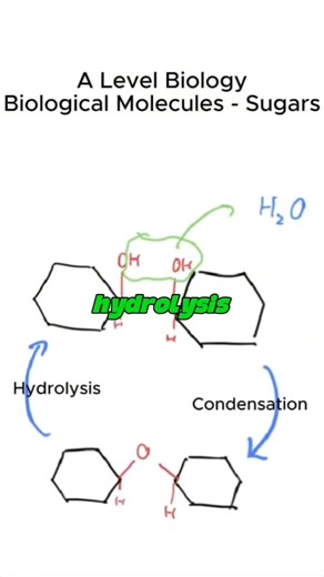 (almost) everything you need to know for A level biology topic - biological molecules: sugars
