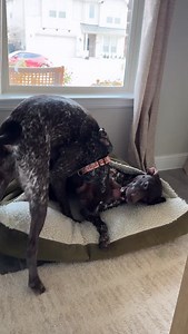 Link in bio - use code MoxieAsher for 15% off • #gsp #gspofinstagram #gspoftheday #gspcommunity #gsppuppy gsplove gsplife gspdaily gspworld gspsofinstagram gsp_community gsppuppies gsplovers germanshorthairpointersofinstagram germanshorthairedpointersofinstagram germanshorthairs germanshorthairedpointer germanshorthairedpointerpuppy birddog birddogoftheday birddogsofinstagram birddogs pointersofinstagram pointer pointers pointeraddicted pointersaddicted dogsofinstagram | Moxie & Asher