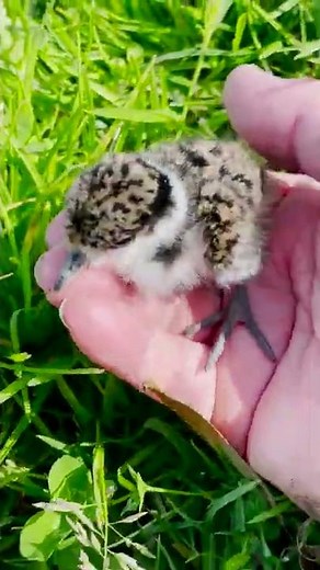 Hidden In The Long Grass 🐣😍😢
