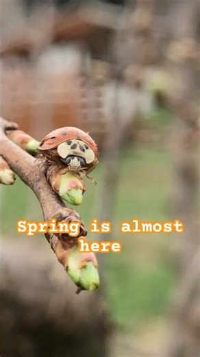 Ladybug on a plum tree. #bugs #insects #ladybug #nature #spring #creepycrawler