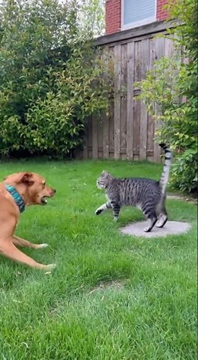 Dog Barks at Cat... Until the Cat Turns Around 😹🐶