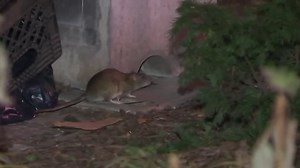 Rats Plague Outdoor Seating at NYC Restaurants