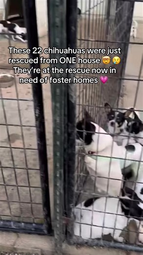 22 Chihuahuas Rescued: Seeking Foster Homes Now