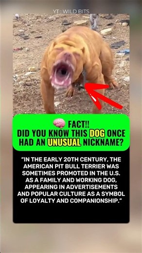 🐶 This Dog Was Once Known as the “All-American Dog”! 🇺🇸