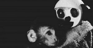 An Experiment Took Monkeys Away From Their Mothers To Prove, Scientifically, That Love Exists