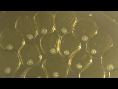 Pink Ramshorn Snail Eggs Developing and Hatching