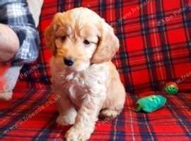 Beautiful Apricote Cockapoo F1 Puppies - £800