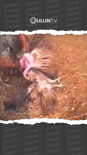 eagles helpless against a turkey #uluntv #wildlife #wildtv #short