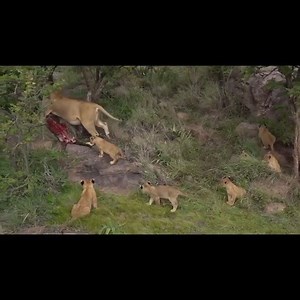 10K views · 218 reactions | Lions, Caracals and Other Serengeti Delights | Animal World | Facebook