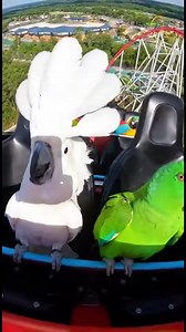 Parrot's Magical Disney Weekend With Squad! #DisneyParrot #ParrotLife #DisneyWeekend #BirdsOfDisney #SquadGoals | Talking Parrot