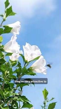Rose of Sharon: A great flowering shrub for Louisiana | Get It Growing #garden #gardening #plants