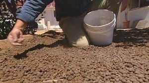 Improving Sandy Soils - Gardening Australia