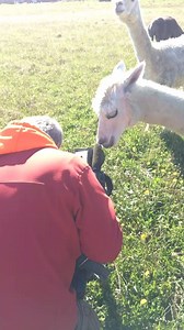 2.4K views · 51 reactions | Behind the scenes from tonight's new Main Streets and Back Roads. Photographer George Rodrique had some fun with these alpacas! Check out more behind the scenes footage like this on our Instagram: @Chronicle5 | Chronicle on WCVB Channel 5 | Facebook