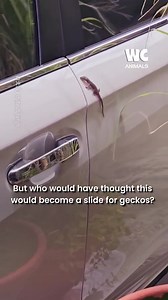 7.8K views · 122 reactions | Sliding gecko | Watercooler Animals | Facebook