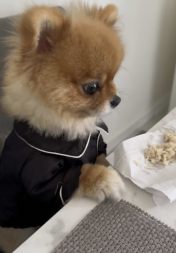 Pomeranian Dogs: All About This Adorable Breed