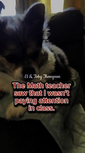 397 reactions · 53 shares | Math #toby #furmom #chihuahua #dog #petcare #pet #furbaby #petsofinstagram #shichi | El-Toby Thompson | Facebook
