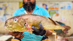 109K views · 1.4K reactions | blunthead puffer fish cuttingmost rarest fish cuttingkf fish cuts | KF FISH CUTS | Facebook