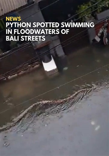 Massive Python Swims Through Flooded Bali Streets