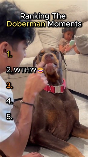 Ranking Doberman Moments That'll Make You Laugh #doberman #funny #dogs