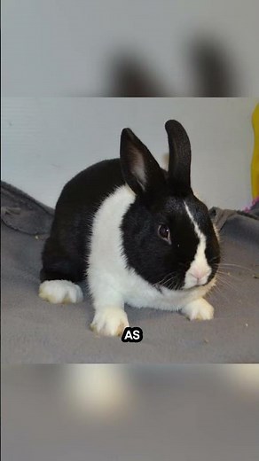 The Black and White Bunny ⚫⚪ l #amazinganimals #facts #animallife #wildlife #shorts
