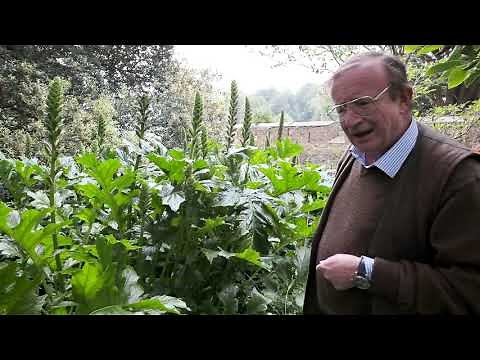 Acanthus mollis cutting the leaves away in June / July - Burncoose Nurseries