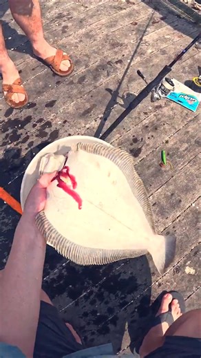 NEW Gulp Dragon Tail FTW - #flukefishing #flounderfishing #pierfishing