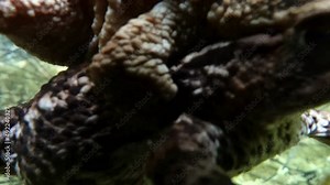 Common toad (Bufo bufo) pair is swimming around the shallow edges of the pond, the gelatinous egg strings tangled in plant stalks.