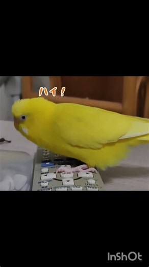ただのゴキゲンなトリ