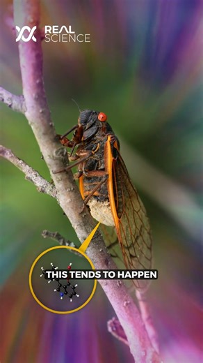 The Mind Control Zombie Fungus That Infects Cicadas | Real Science