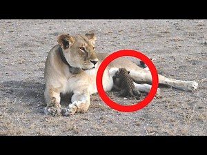 Lioness That Spots Abandoned Baby Leopard Makes A Move Experts Can’t Explain